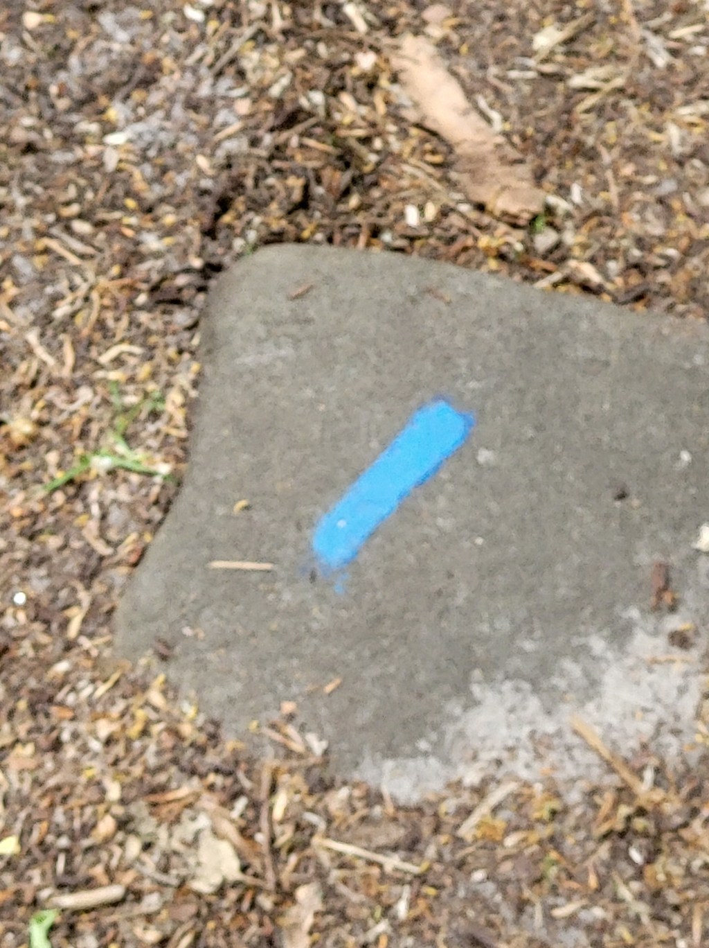 En marchant dans la forêt de Fontainebleau, les repères bleus de&nbsp;Poucet.